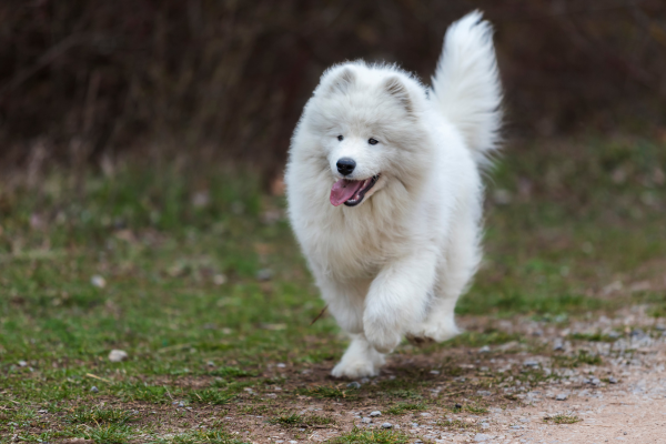 Bílý samojed s vypláznutým jazykem